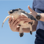 sea turtle being held