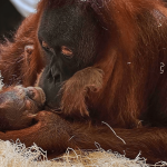 mother orangutan with baby