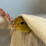 Attwater's Prairie Chicken. Photo Credit: © Kyle McAuliffe, Houston Zoo