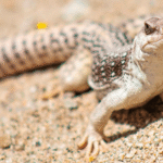lizard on hot sand